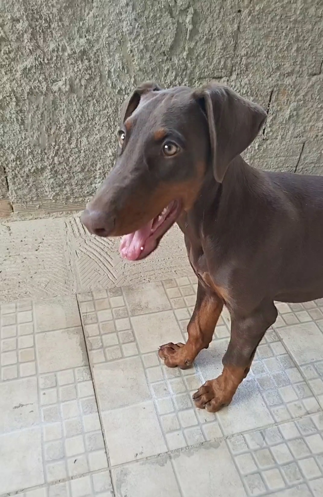 filhotes de Doberman Igarapé