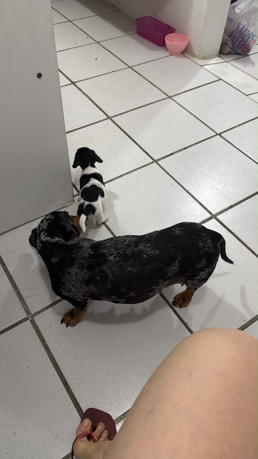 Salsichinha pelagem piebald - Foto 4