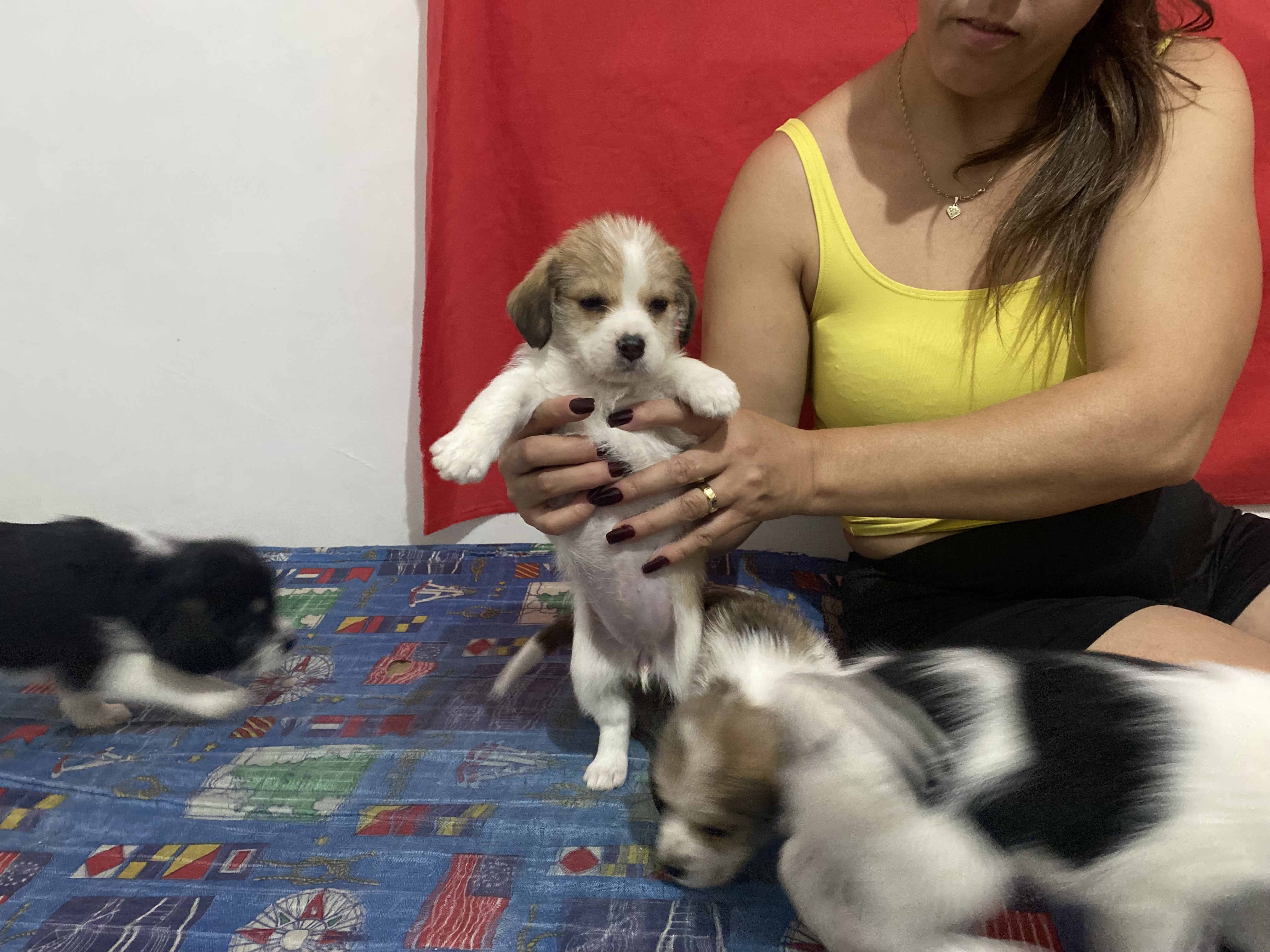 Portal Vendocão Filhotes de Beagle Ibirite