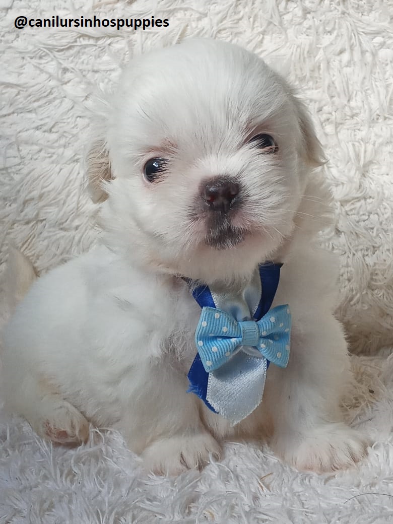 Portal Vendocão maltes lindos bebes pronta entrega #CANILURSINHOSPUPPIES  são jose dos campos