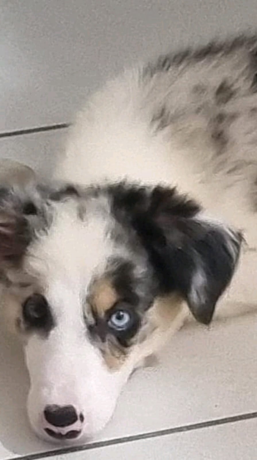 Portal Vendocão BORDER COLLIE Maceió