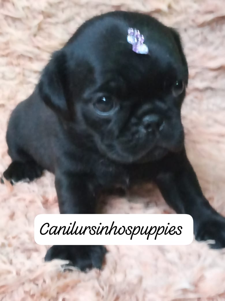 Portal Vendocão pug referencia na criação da raça @canilursinhospuppies  são jose dos campos 