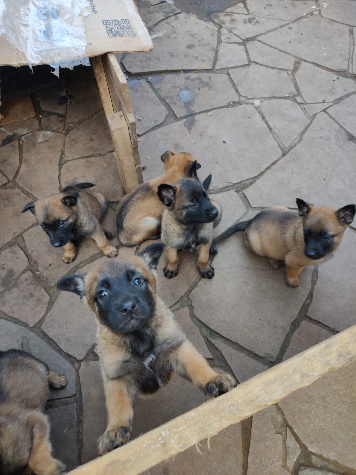 Portal Vendocão Vendo Filhotes de Pastor Belga Malinois Gravataí