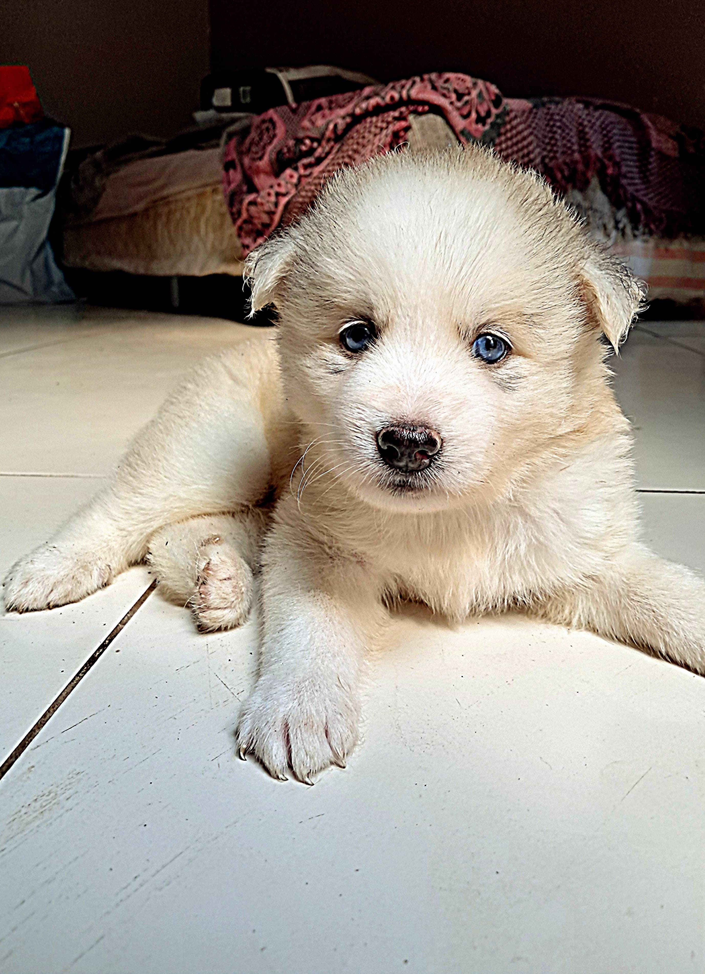 Portal Vendocão Filhotes de huskies  Belém 