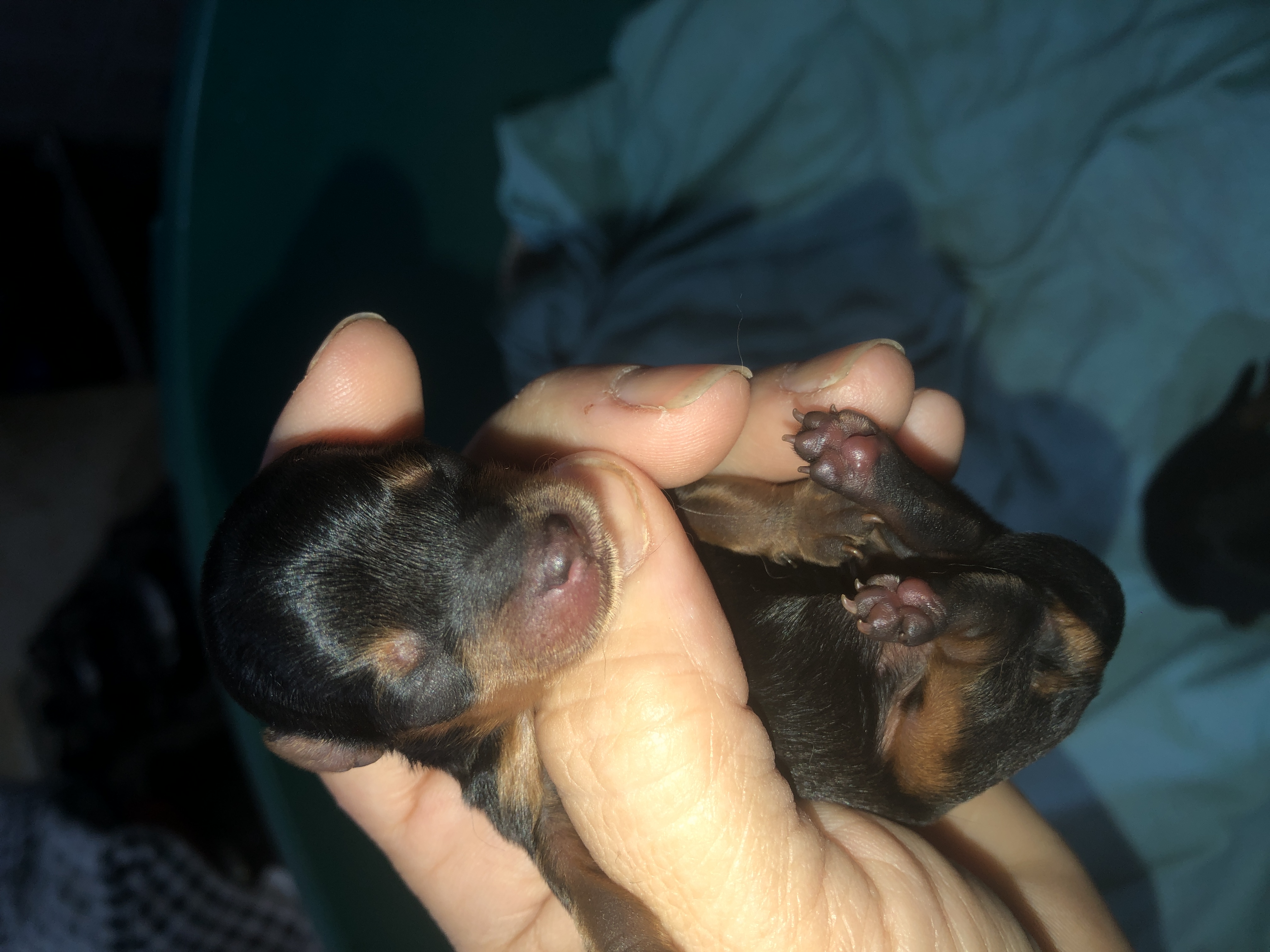 Portal Vendocão Yorkshire 1 fêmea 1 macho  Rio de Janeiro 