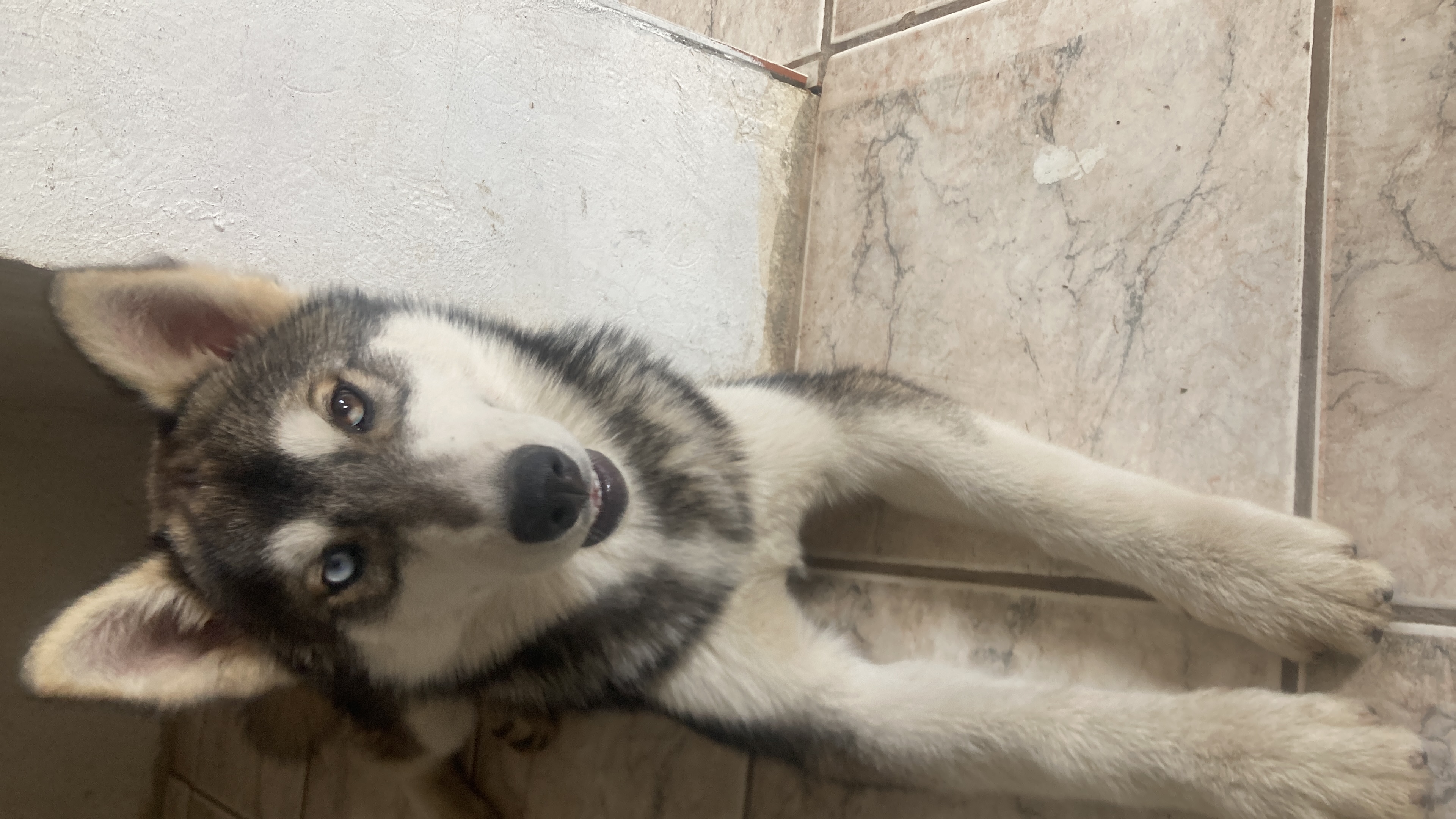 Portal Vendocão Husky siberiano  Curitiba 