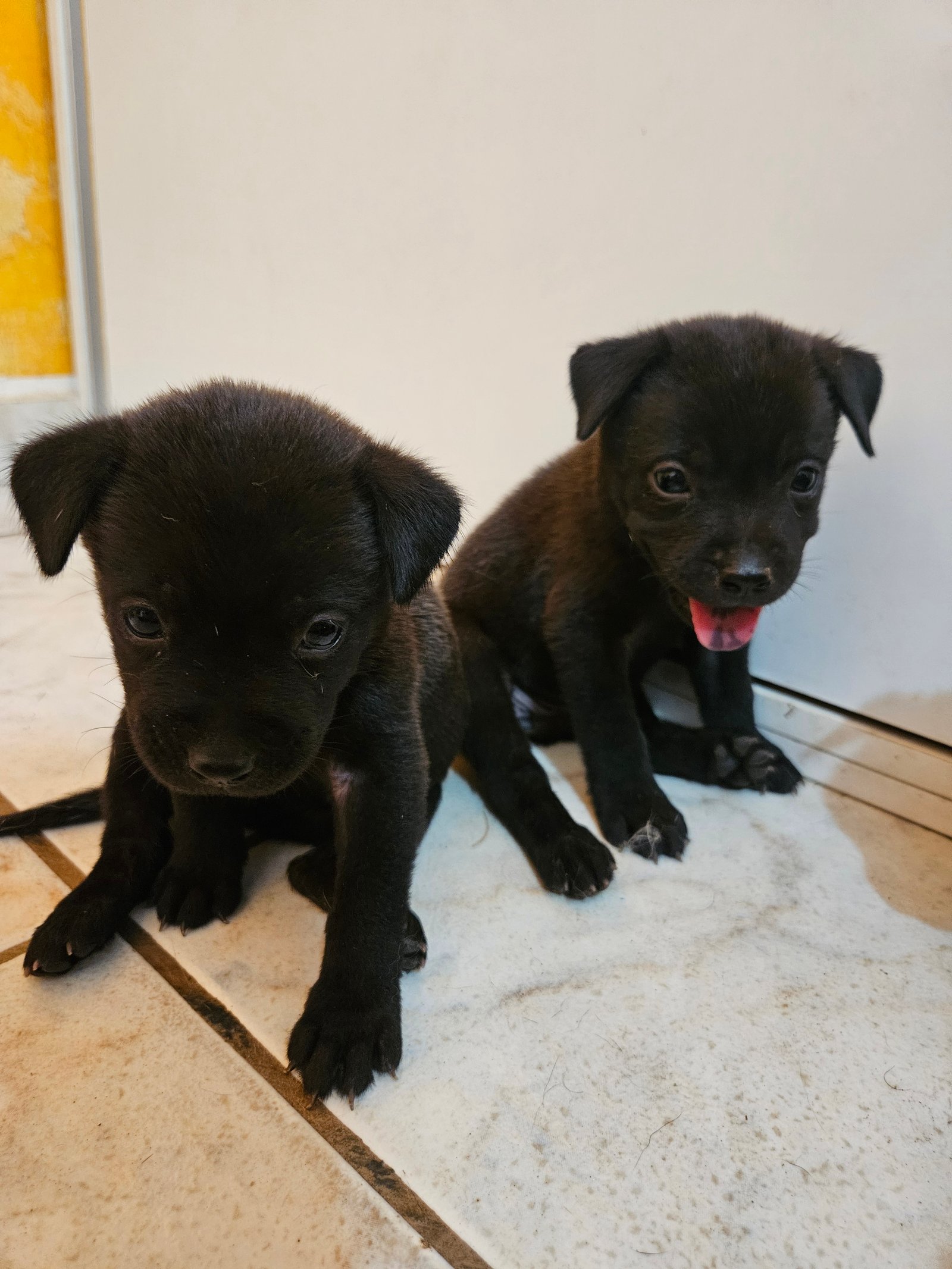 Filhote chowchow com pitbull