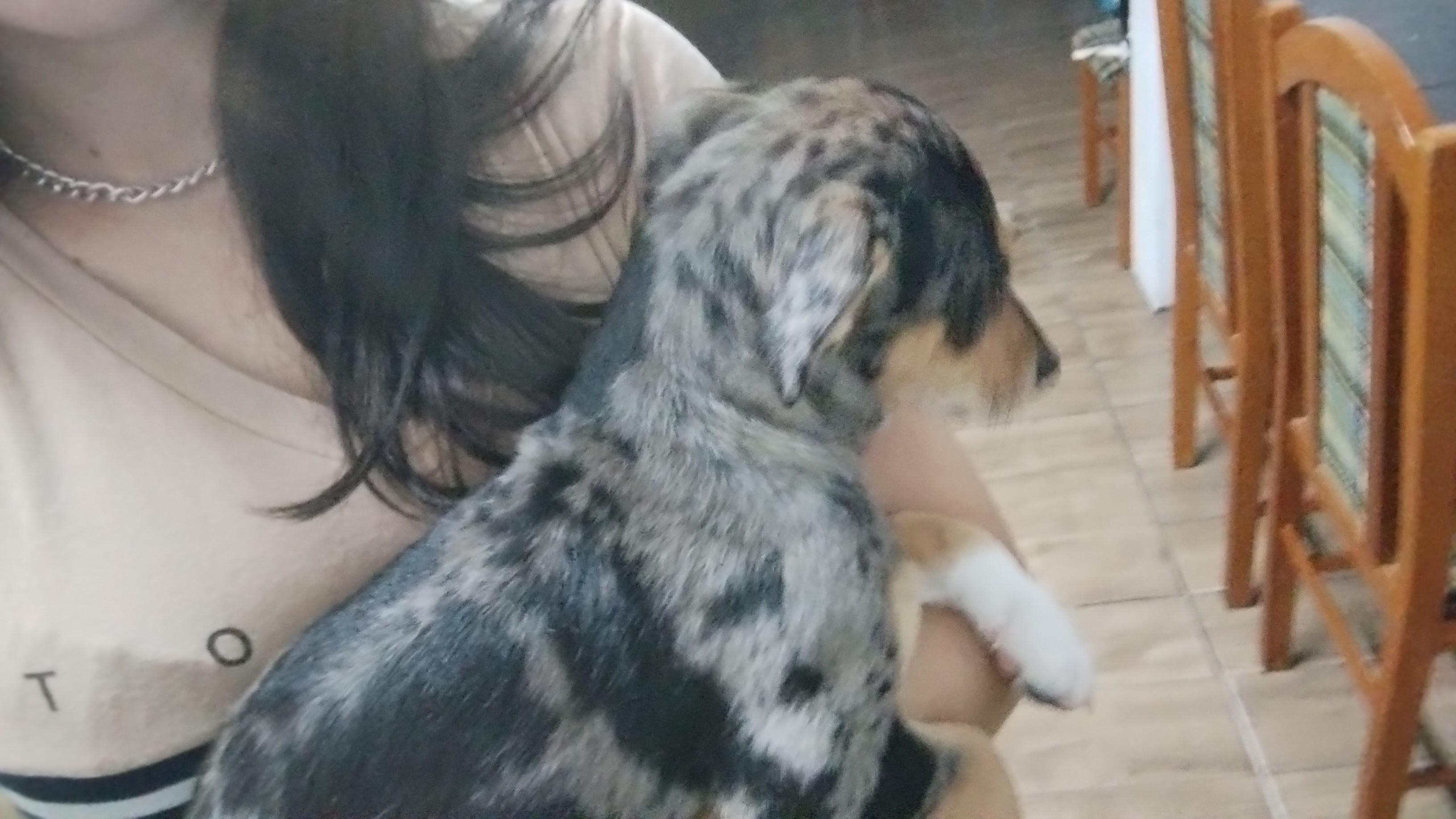 Portal Vendocão Vendo filhote Ivoti