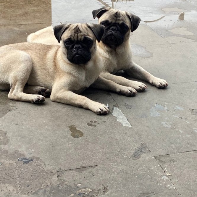 Dois irmãozinhos, apenas 1 aninho.