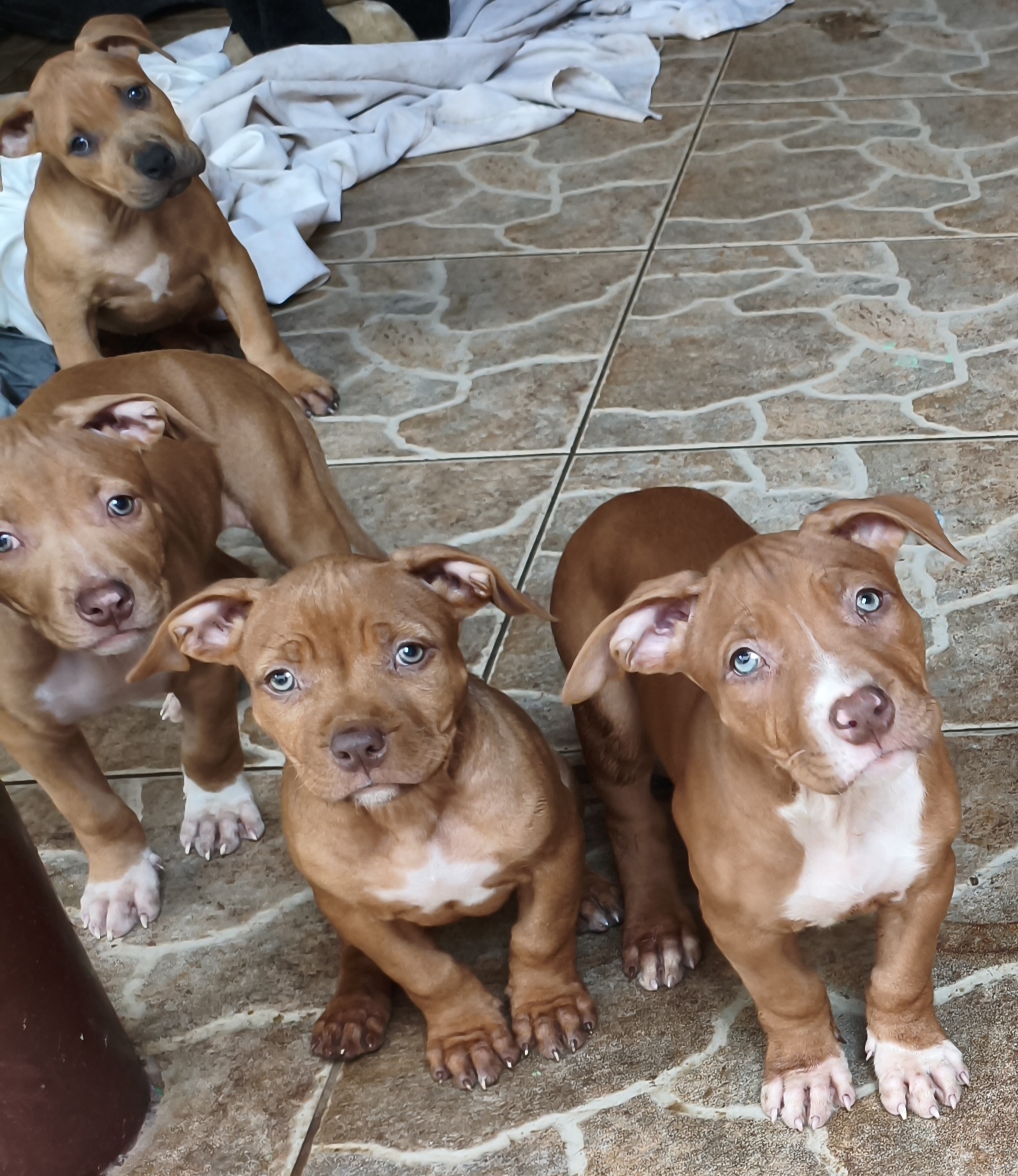 Pitbull - Foto 3