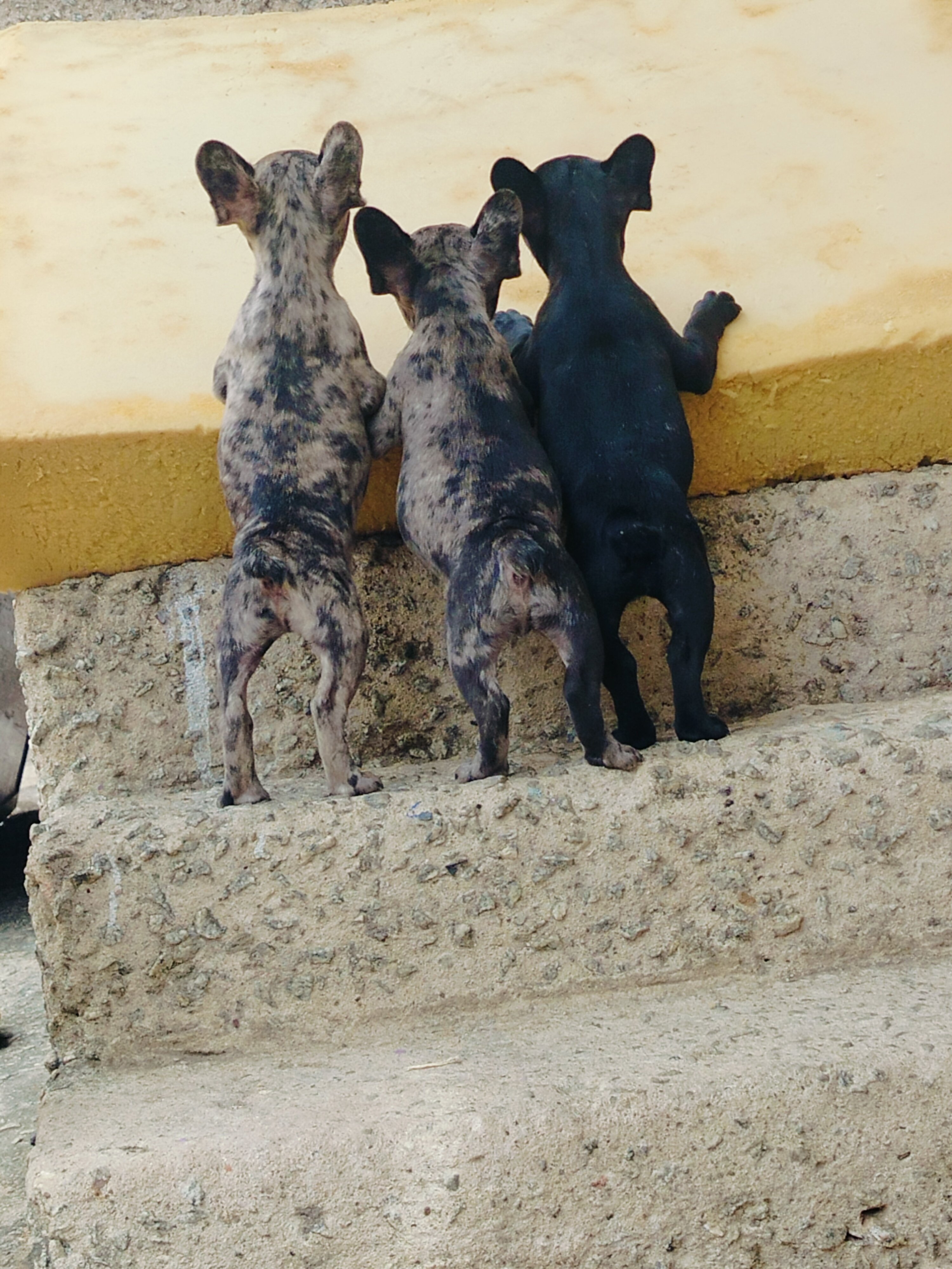 Portal Vendocão Buldogue francês Ipatinga