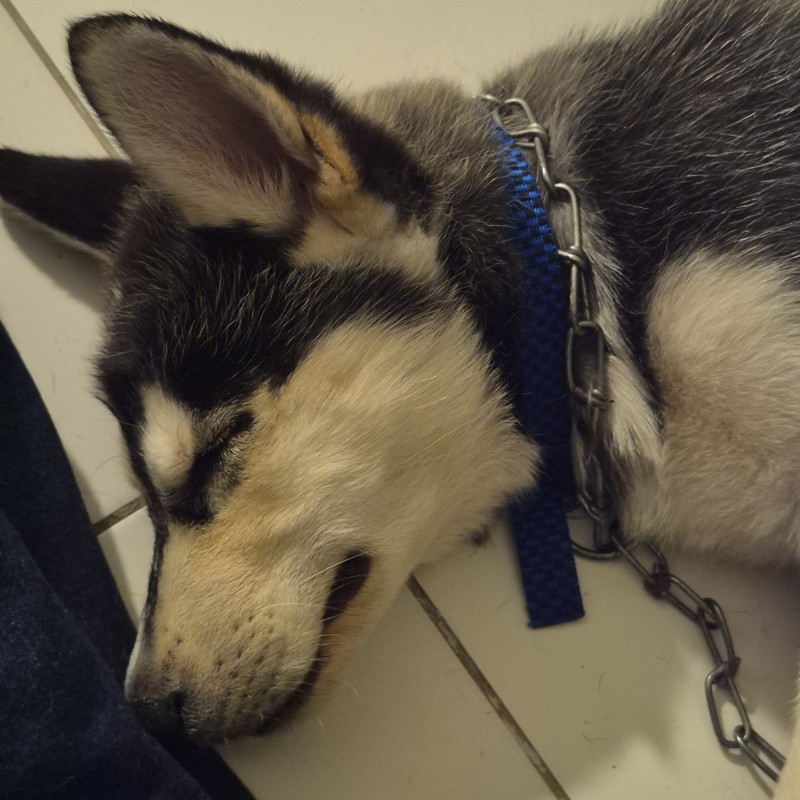Husky Siberiano - Foto 1