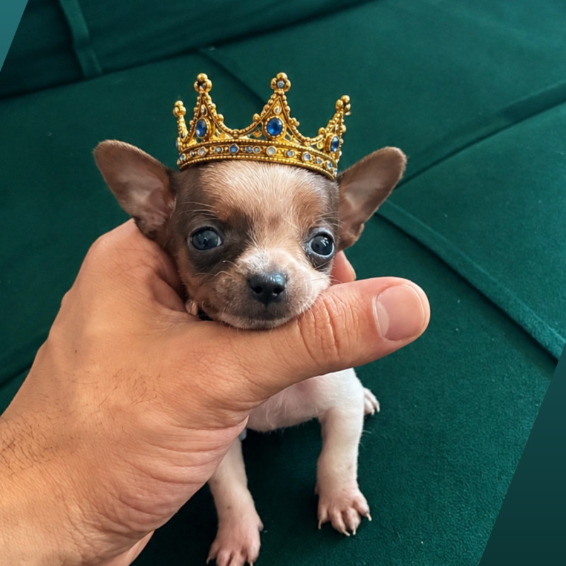 Lindo filhote de Pinscher zero - Foto 1