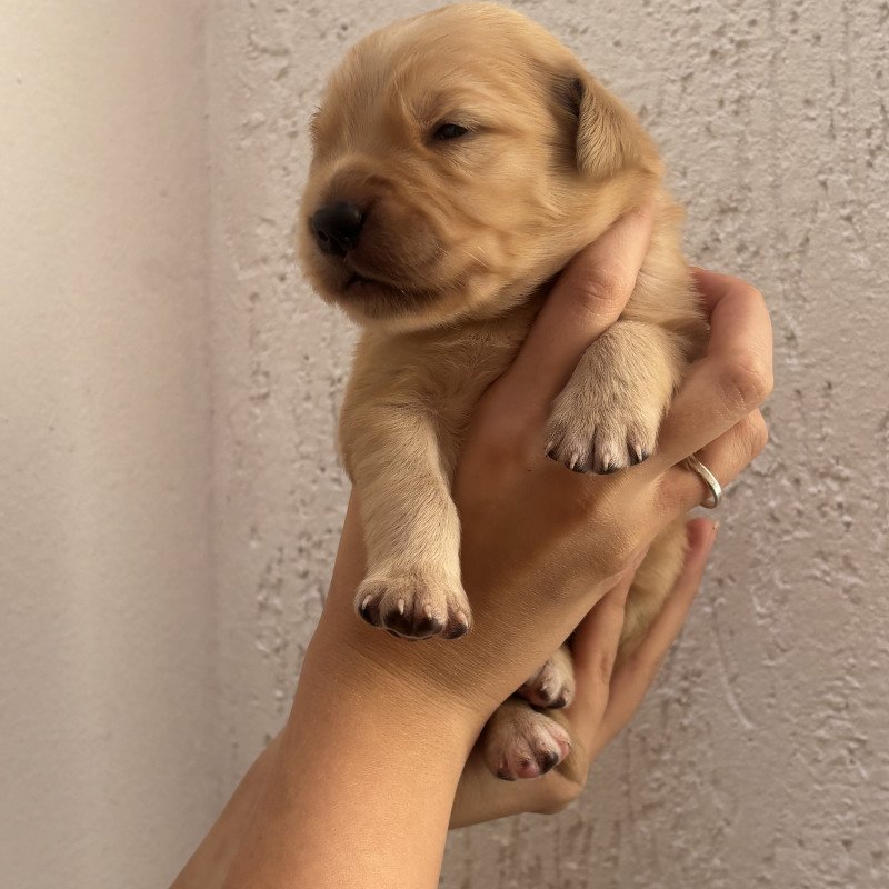 🐶 Olá, pessoal!  Estou com lindos filhotes de Golden Retriever disponíveis em Divinópolis/MG. 🐾❤️  ✅ Filhotes saudáveis e muito bem cuidados. ✅ Entregues na idade ideal. ✅ Com os cuidados conforme a idade. ✅ Envio fotos, vídeos e faço chamada de vídeo para quem desejar conhecer os filhotes.  O Golde - Foto 1