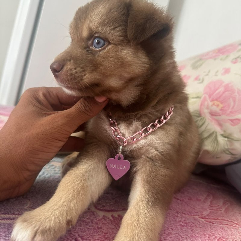 husky