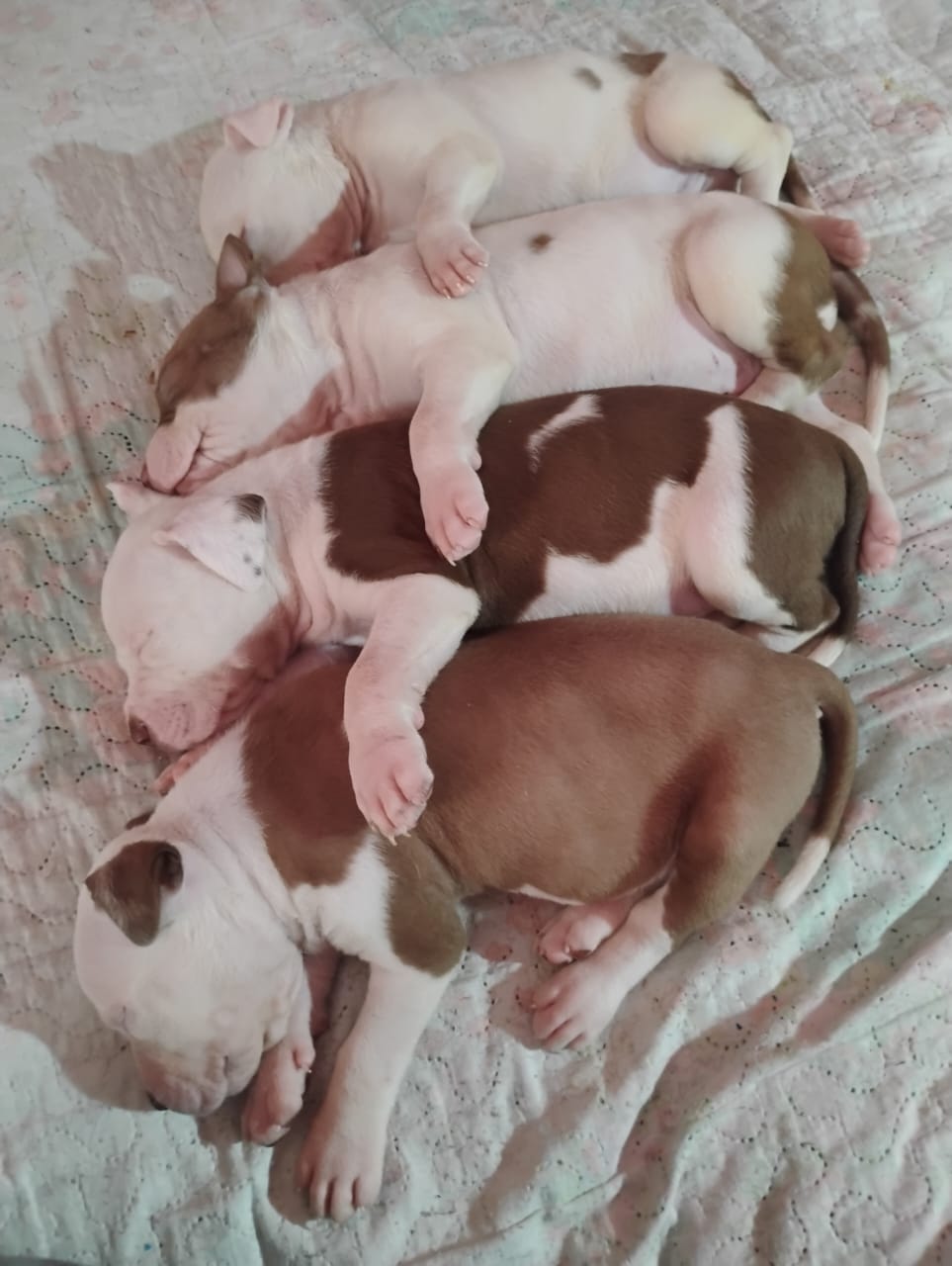 Filhote De Dogo Argentino Com American Pitbull 