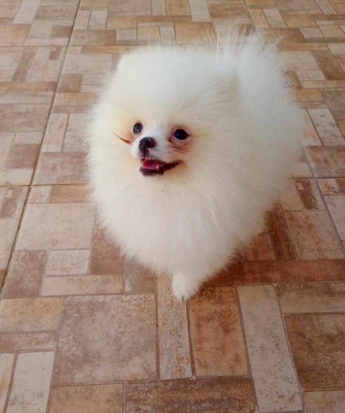 Spitz Alemão Anão, Lulu da Pomerânia 