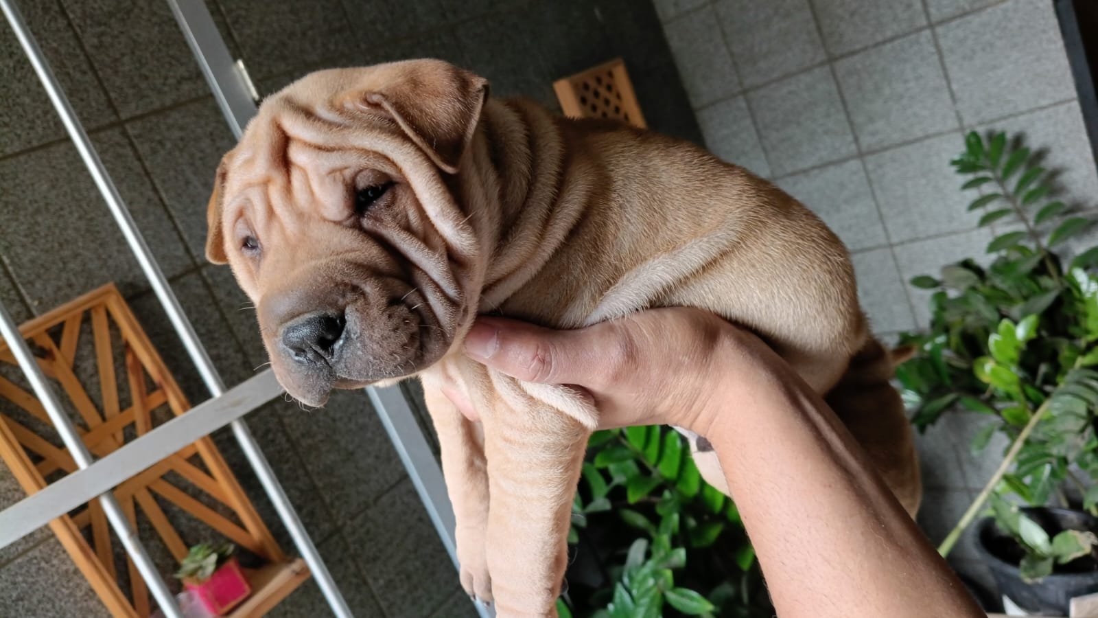 Filhotes de Shar-pei  - Foto 2