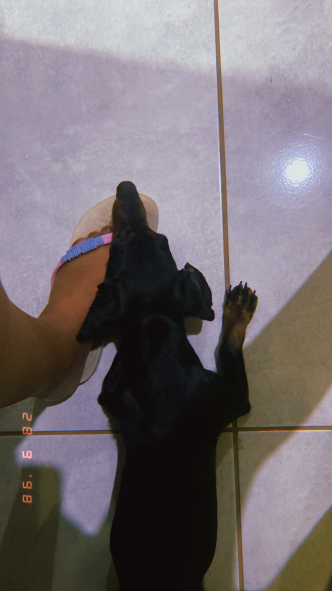Portal Vendocão Salsicha Dachshund  Marialva