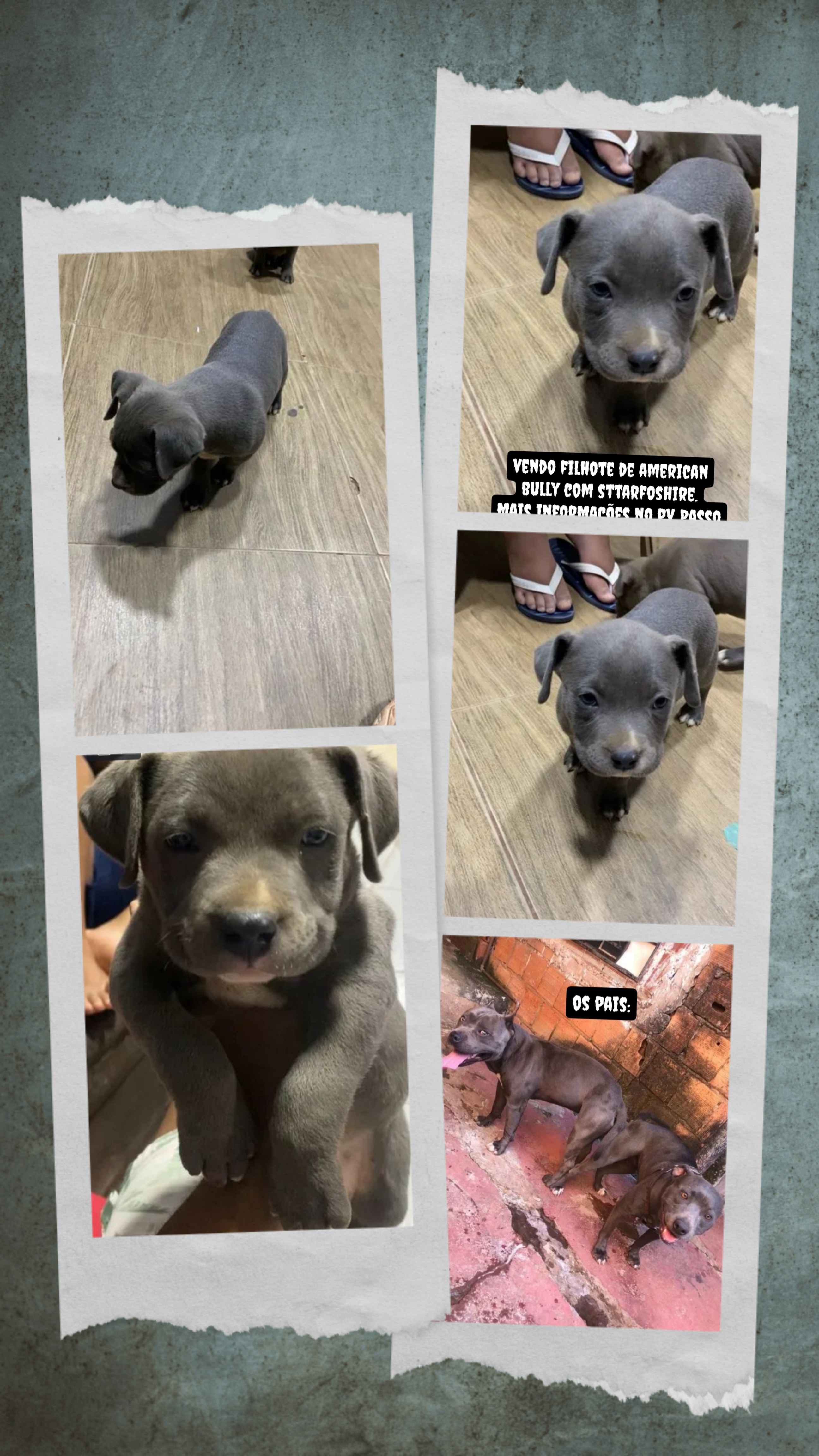 Portal Vendocão Filhote macho de american bully Brasília