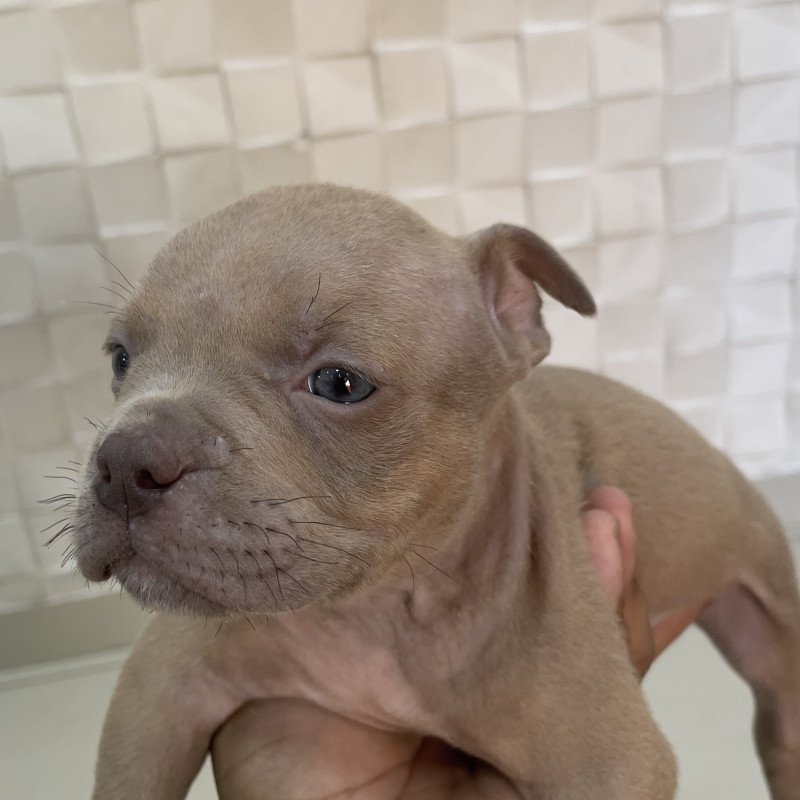Lindos filhotes de American Bully - Foto 2