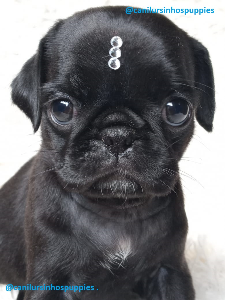pug filhotes disponiveis #canilursinhospuppies  - Foto 4