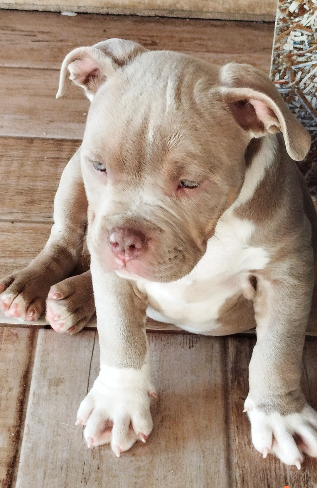 Portal Vendocão American Bully Standard  Bauru