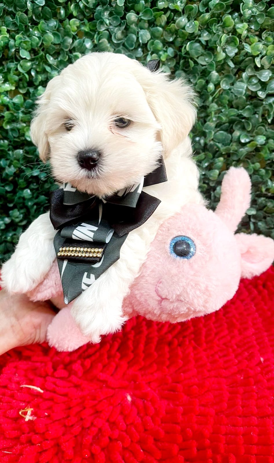 Portal Vendocão Filhotes de maltês a pronta entrega  Campinas