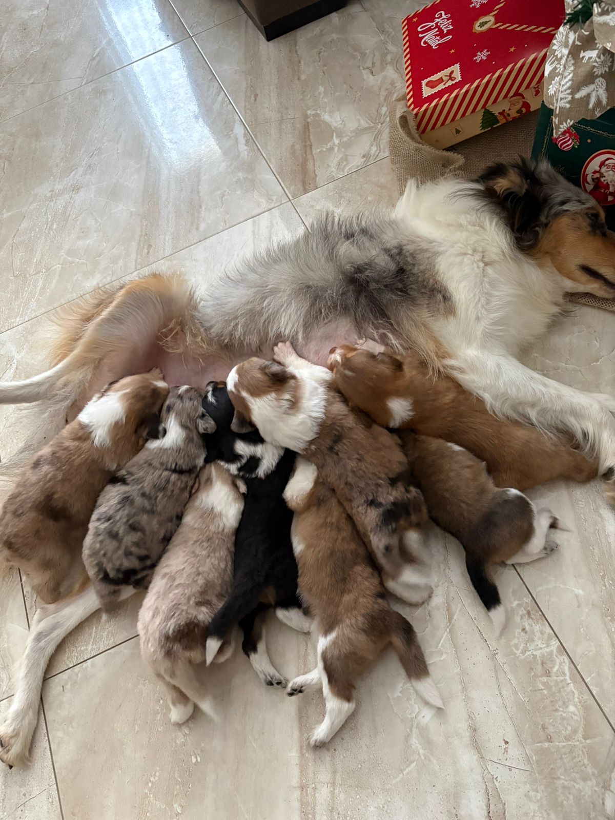 Portal Vendocão Venda Border Collie  Capão da canoa 