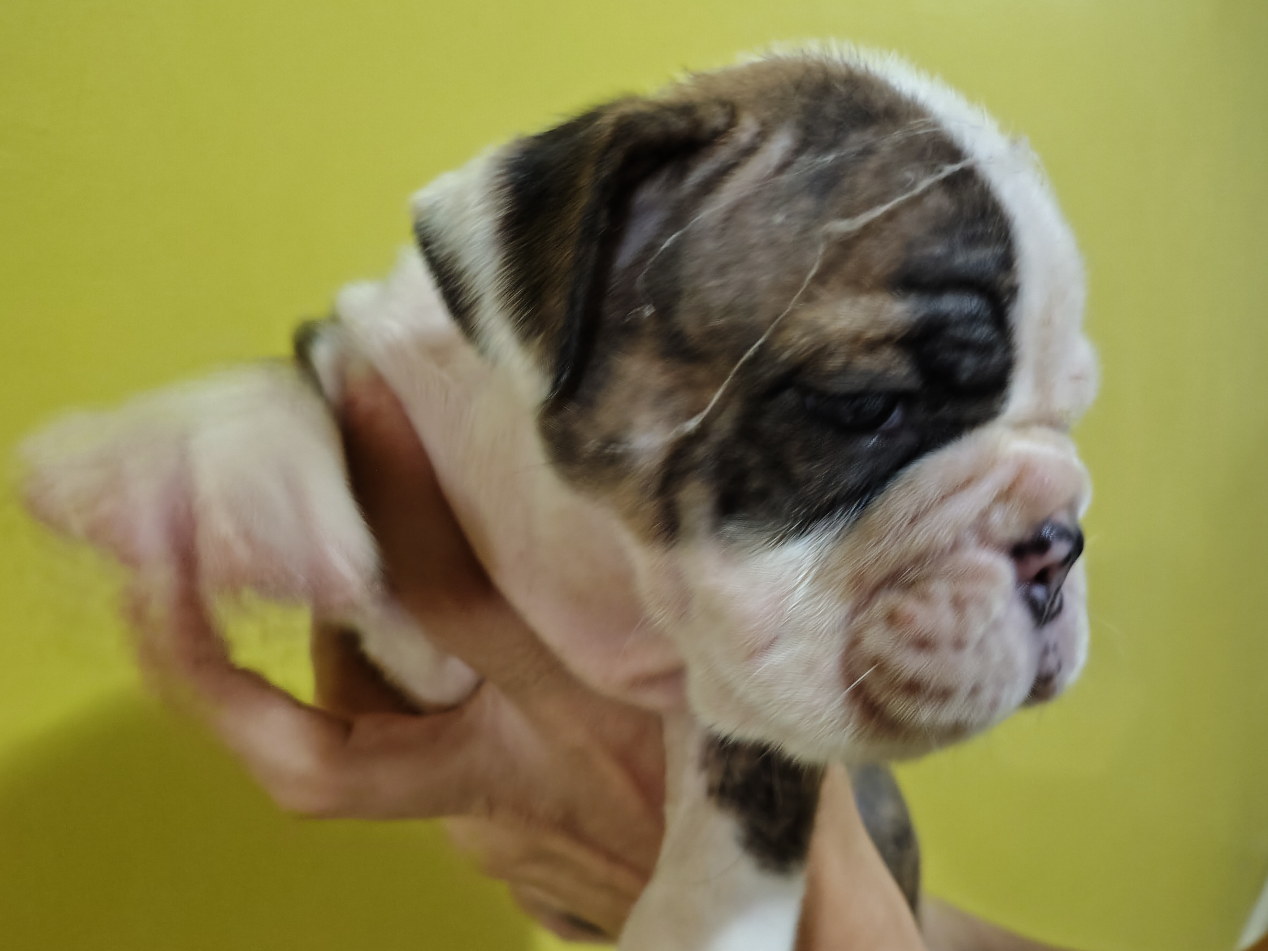 Portal Vendocão Vendo lindos filhotes de Buldogue inglês  Manaus 