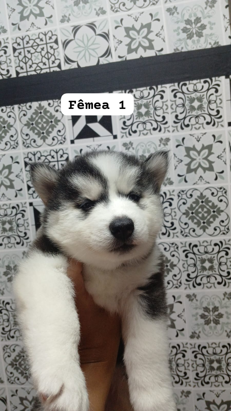 Portal Vendocão Filhotes de Husk disponível  São Bernardo do Campo