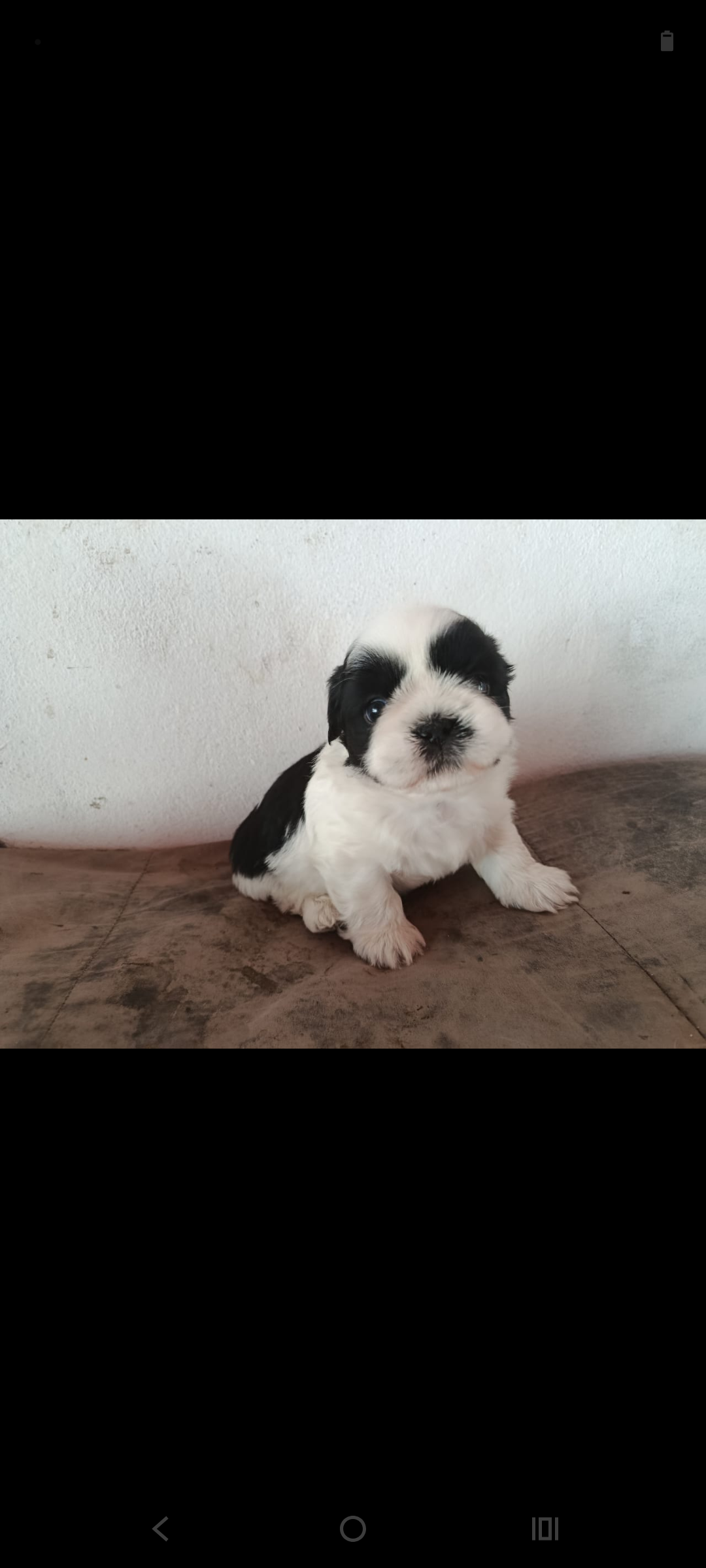 Portal Vendocão Cachorro Shih tzu Betim