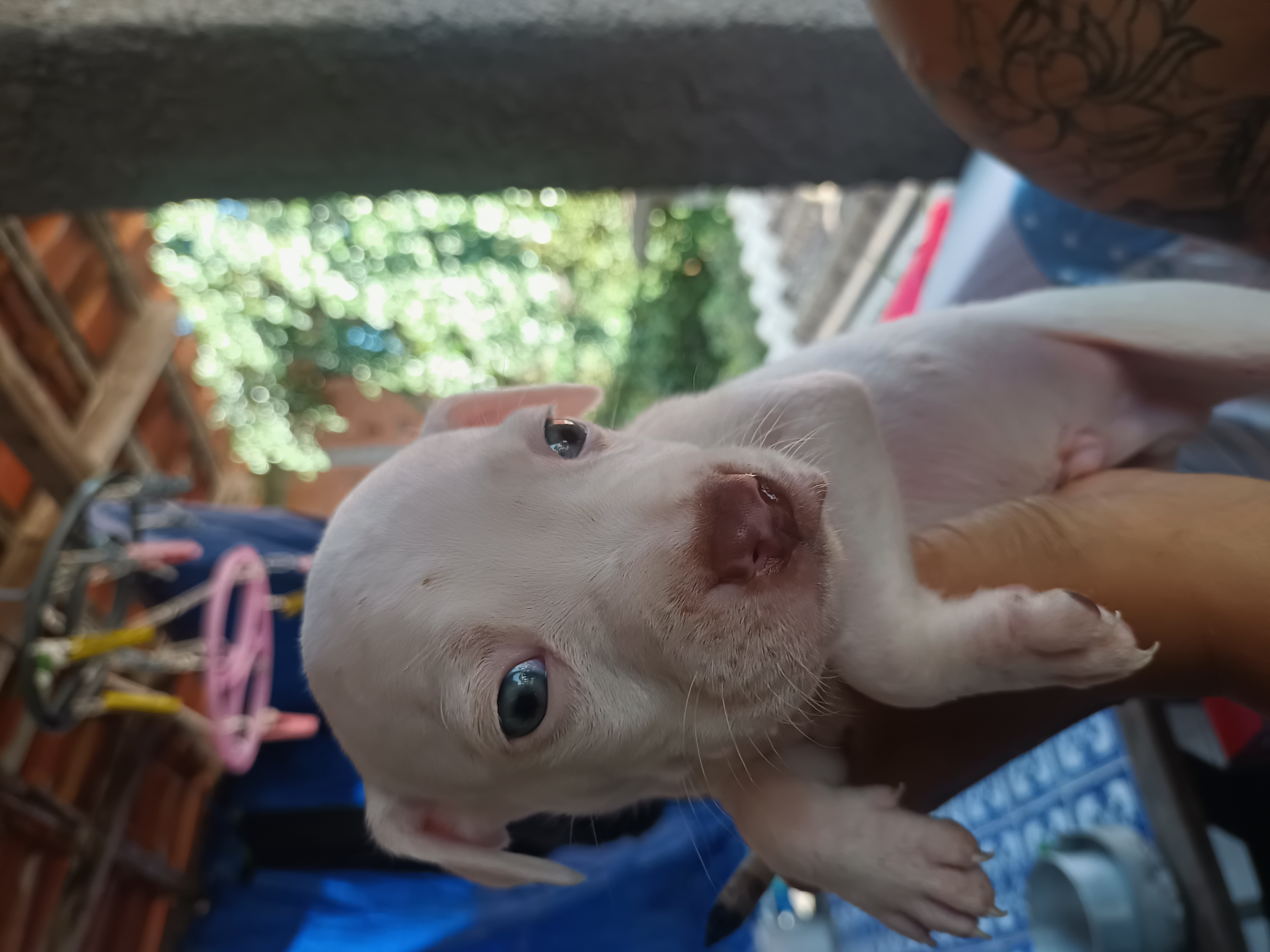 Pitbull - Foto 1