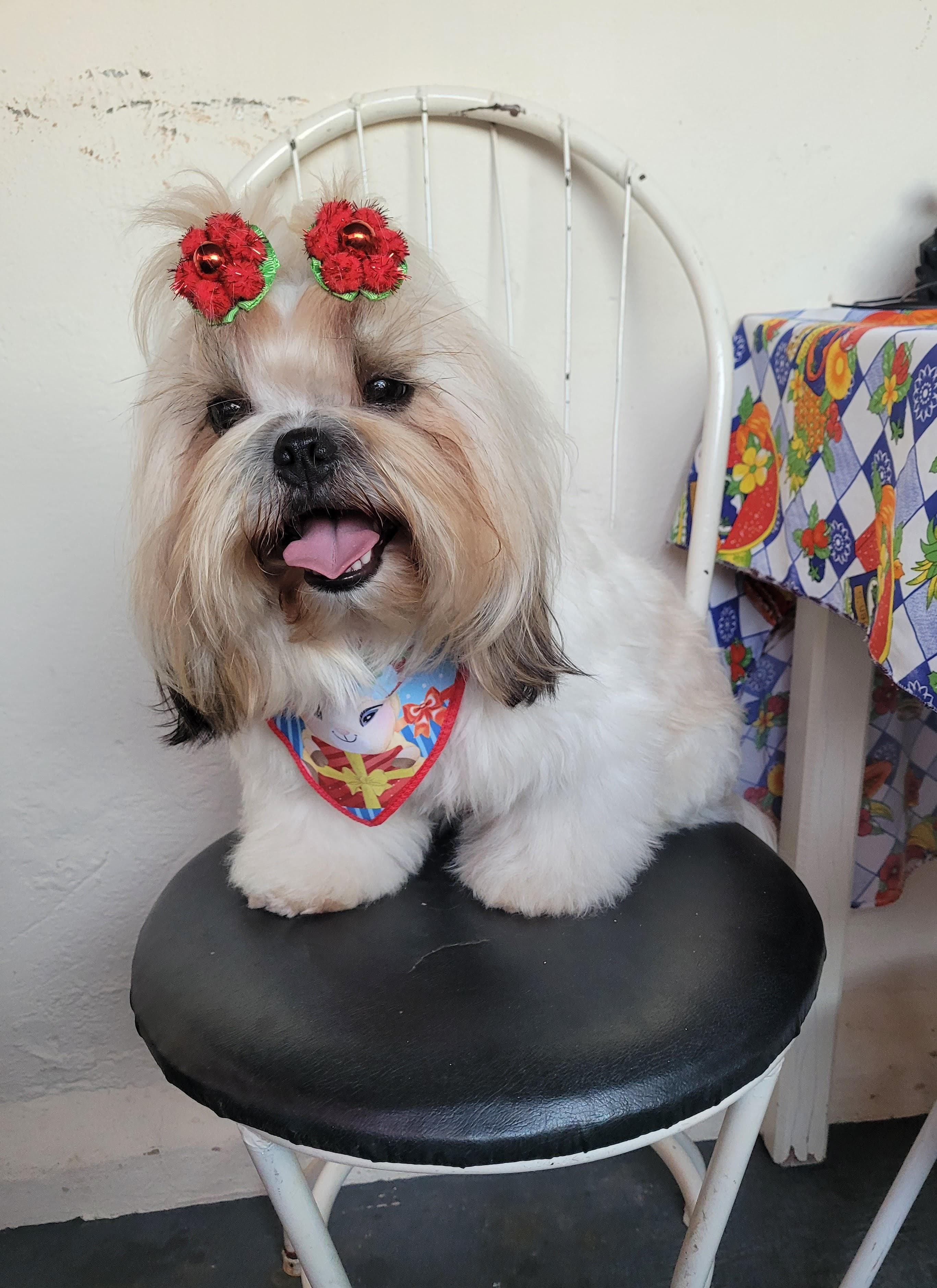 Portal Vendocão Filhotes de Shih Tzu  Cassia