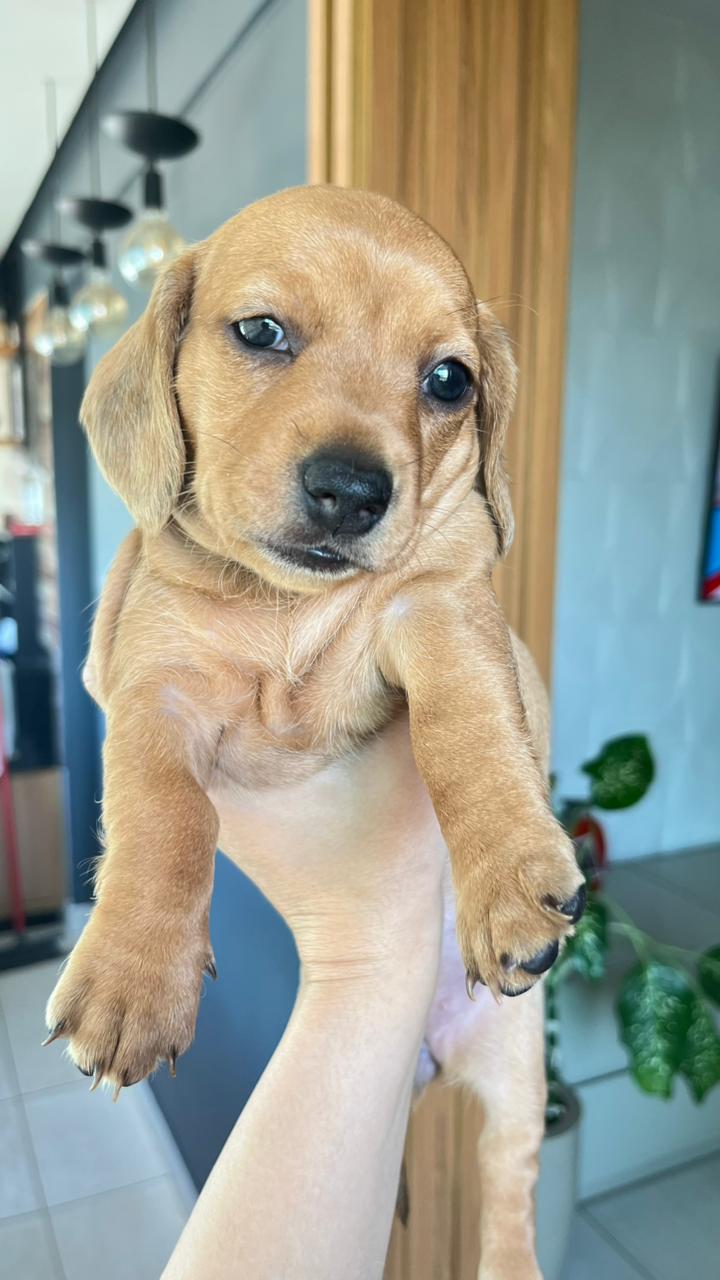 Portal Vendocão Filhotes de Dachshund (Salsicha) Lindos e Puros! Porte Pequeno Goiânia