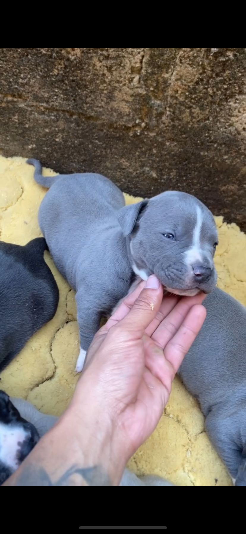 Portal Vendocão American bully Betim
