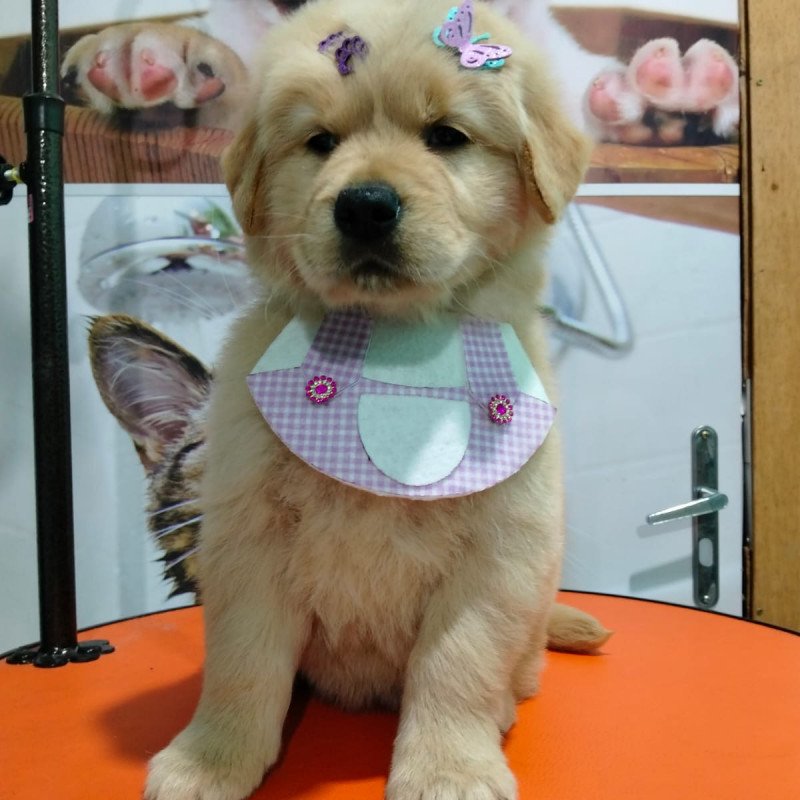 Linda Golden Retriever Fêmea - Foto 3
