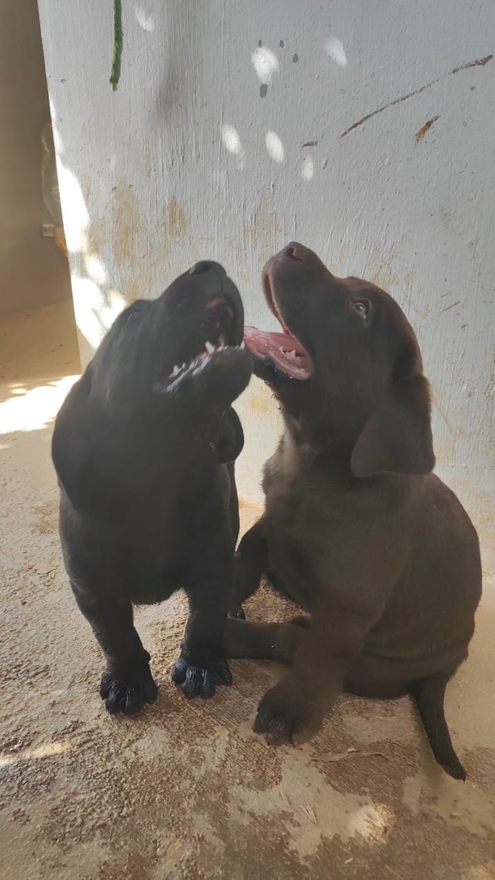Portal Vendocão Labrador Puro genética campeã  Recife