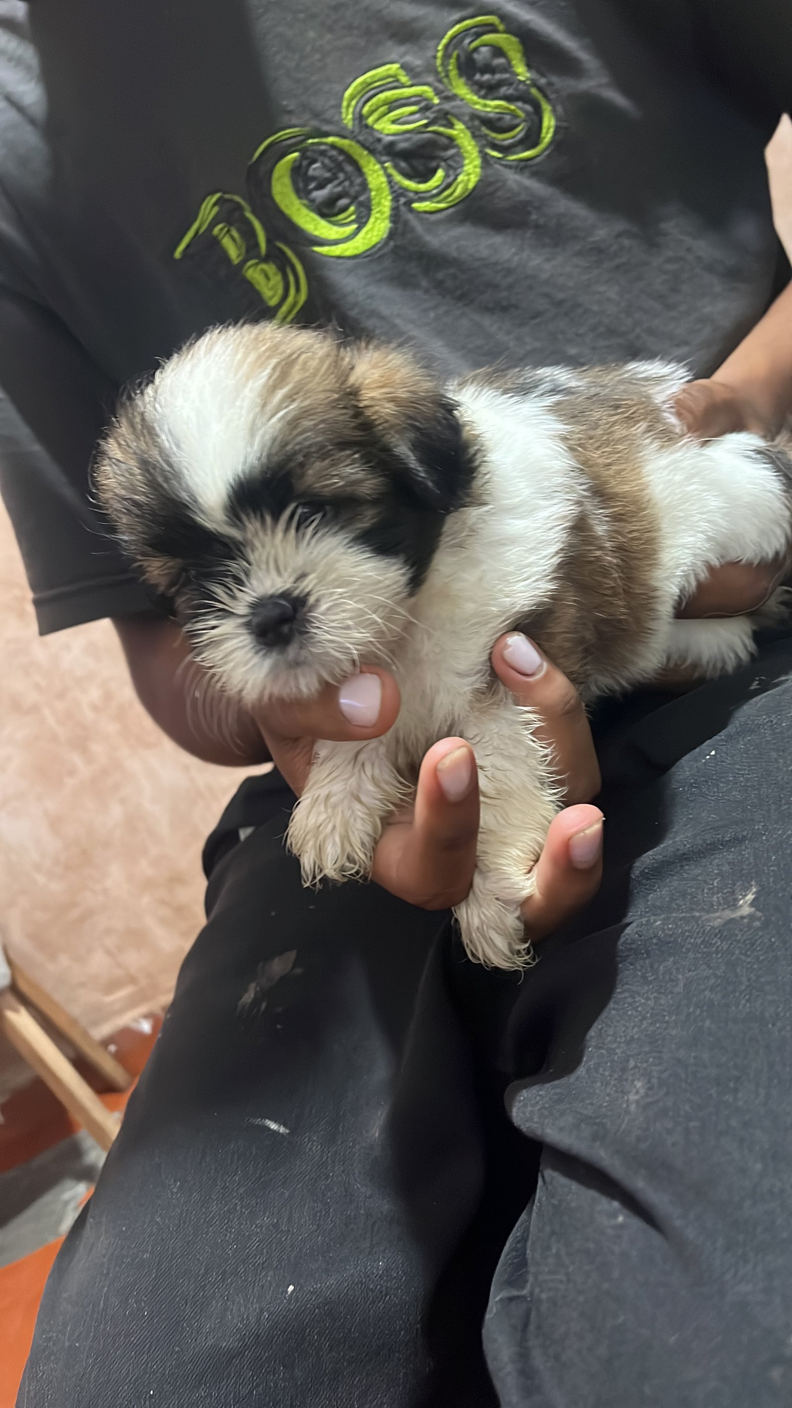 Venda de cachorro 