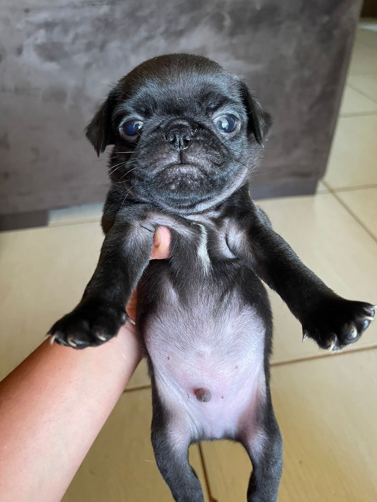 Portal Vendocão Filhotes de PUG Macho Arapongas 