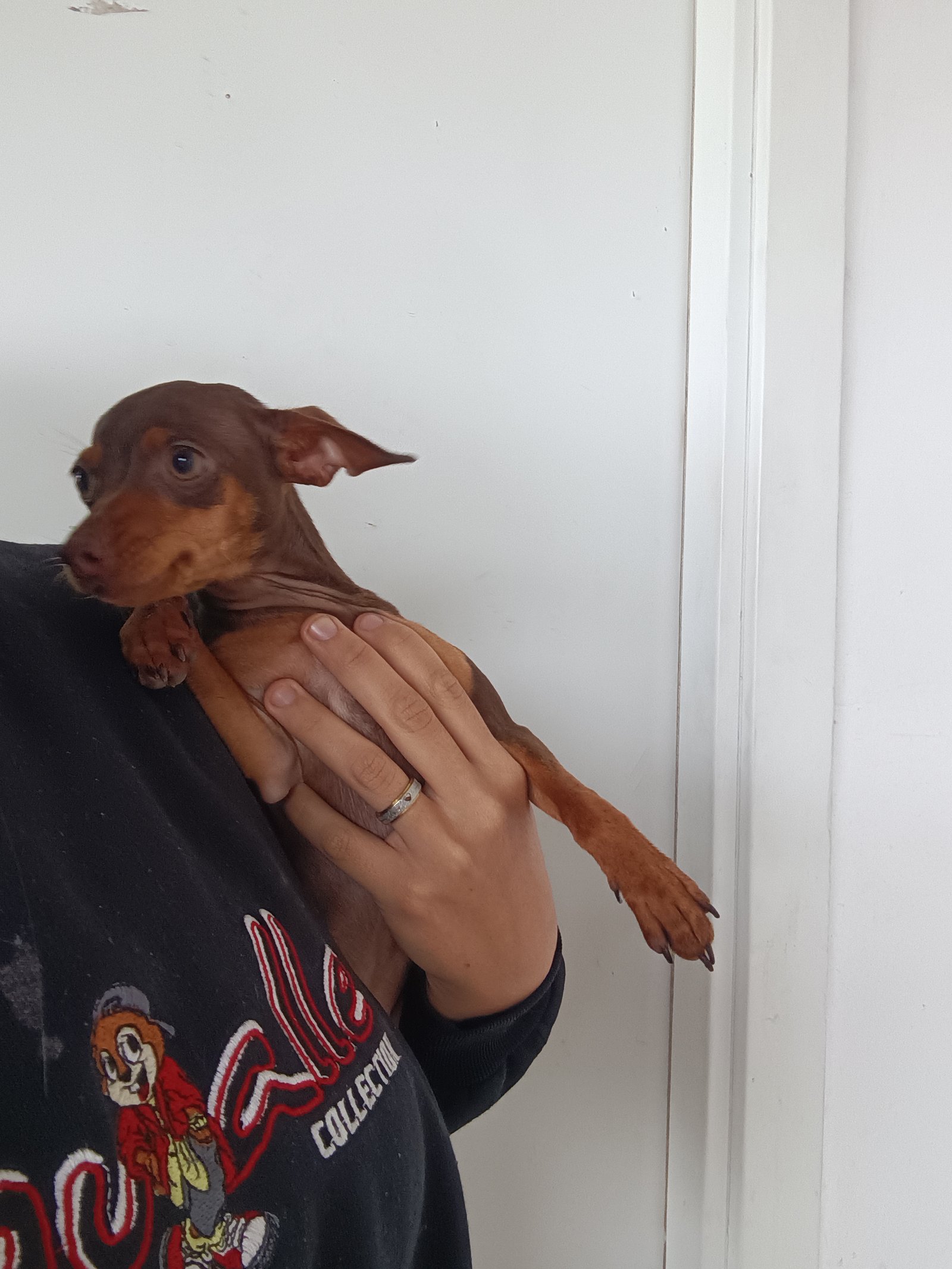 Pinscher 1 - Foto 2