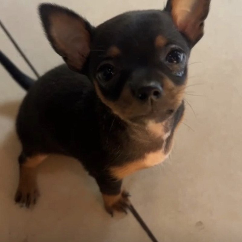 Vendo filhote pinscher fêmea. Vermeficada e primeira vacina. - Foto 4