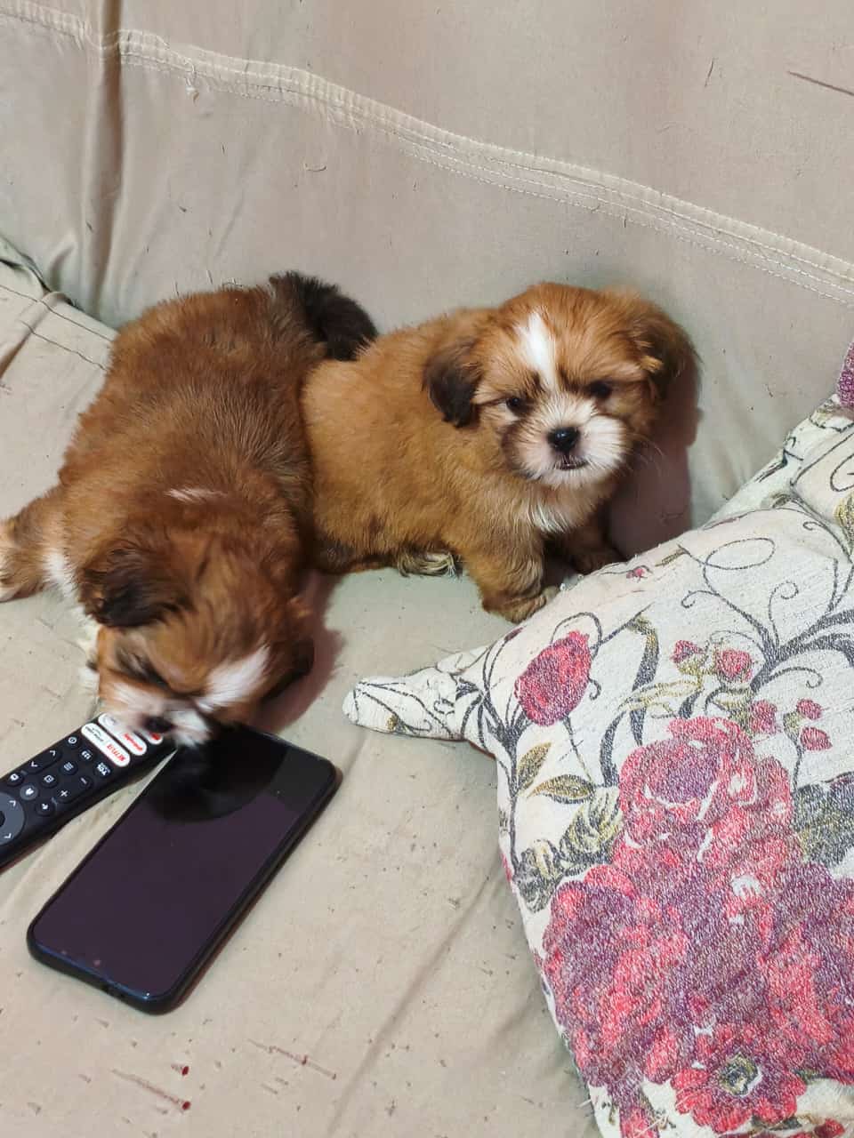 Vende-se Filhotes ShihTzu Fêmeas  - Foto 2