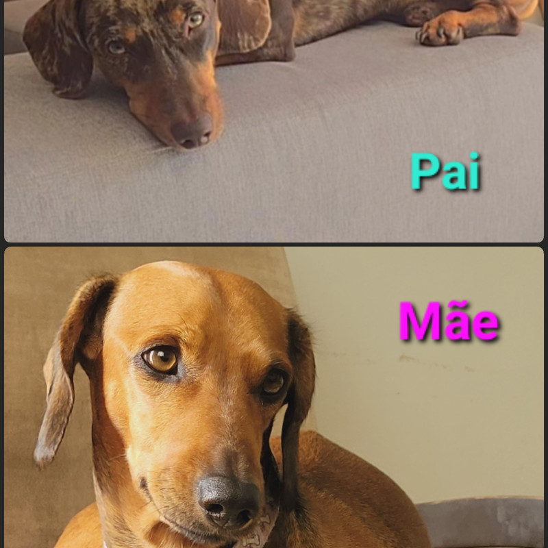 Filhotes de dachshund (salsichas) - Foto 1