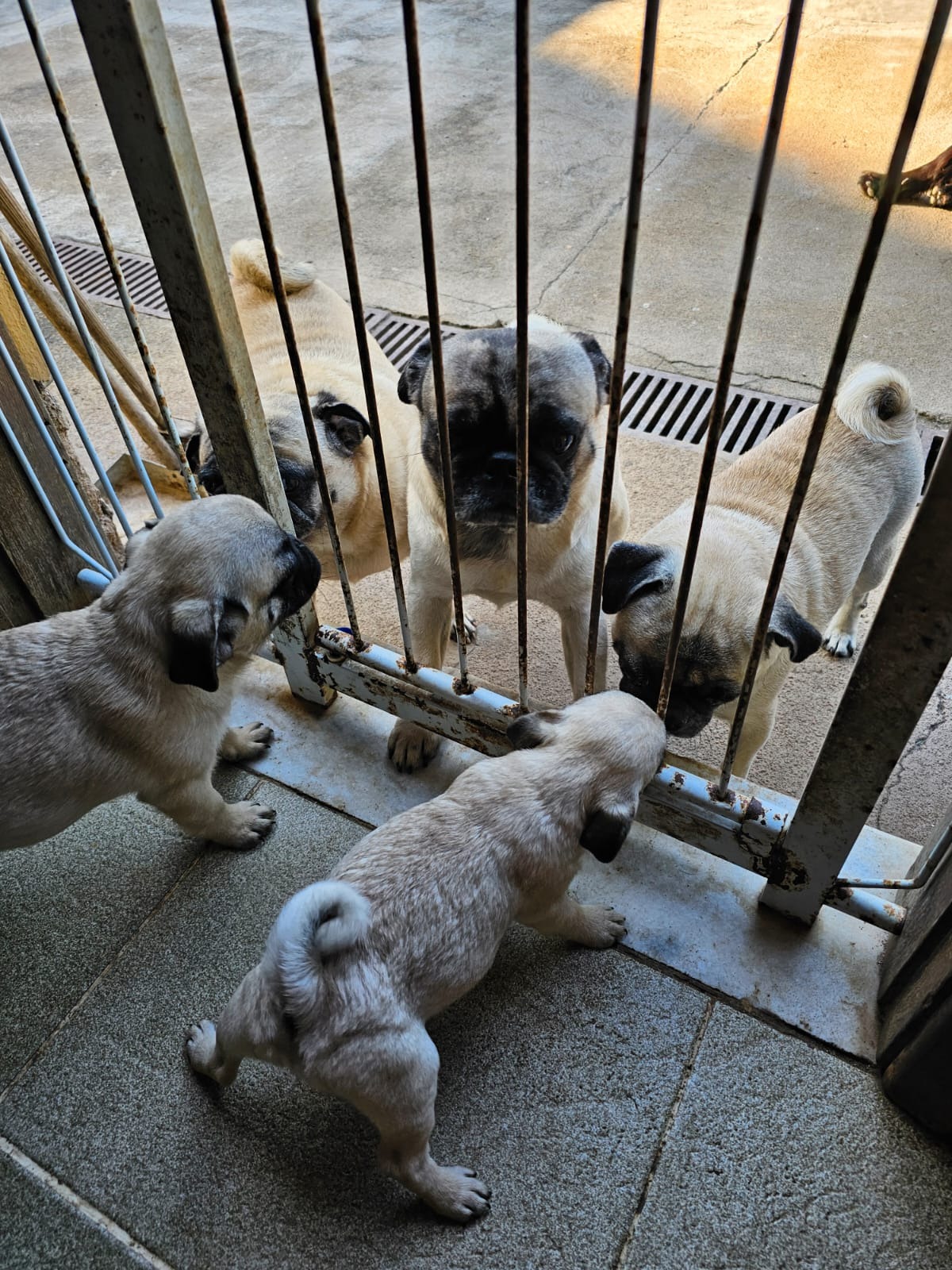Portal Vendocão Vendo lindos filhotes de Pug Niterói