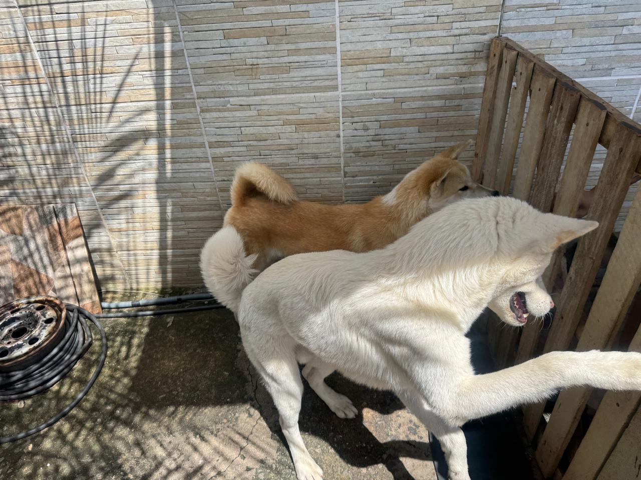 Título: Oportunidade Única: Lindo Casal de Akita Inu! 🐾 - Foto 3