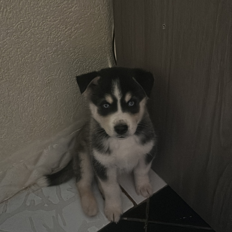 Lindo filhote de husky - Macho - Foto 1