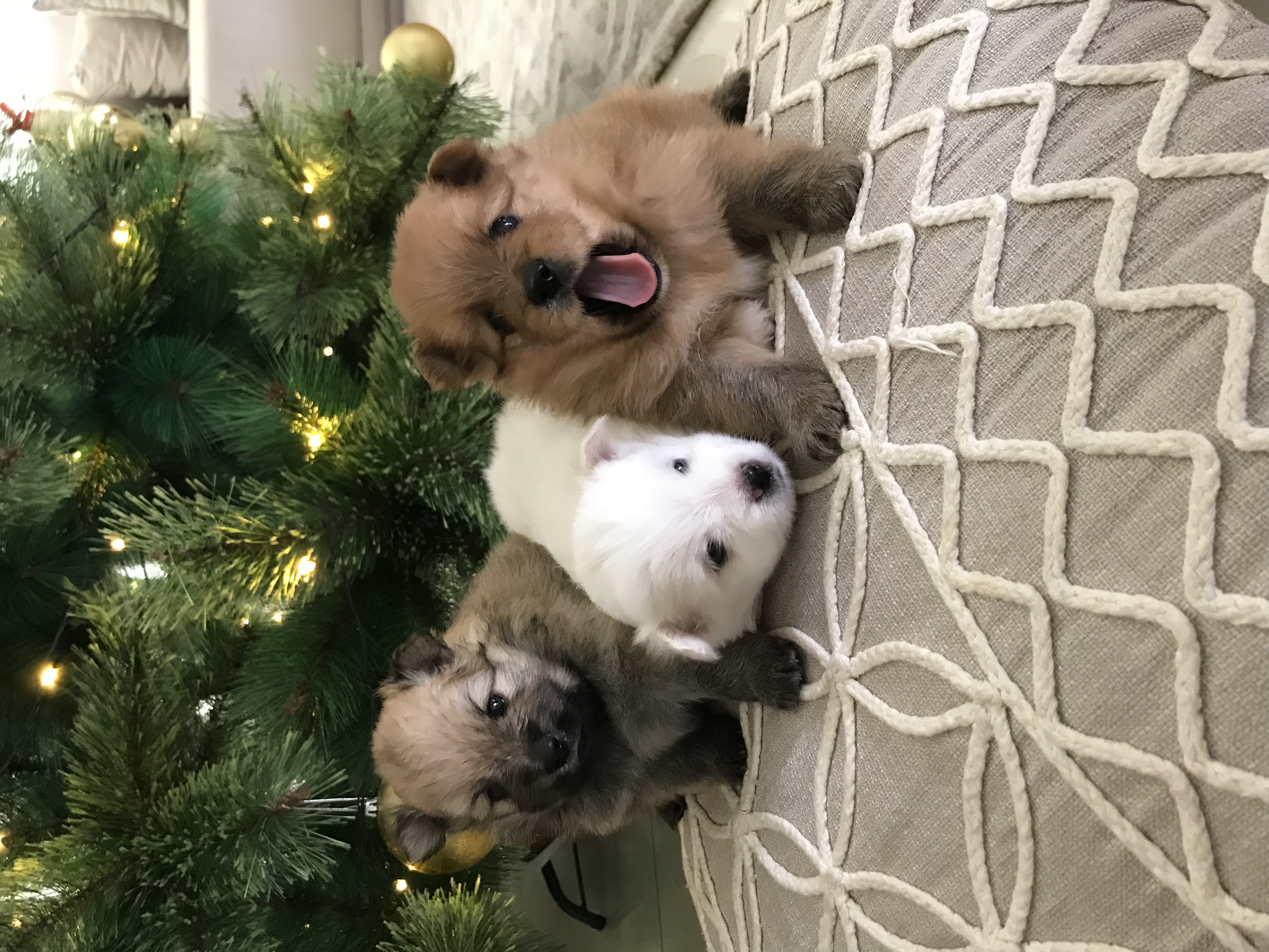 Portal Vendocão Vendo Filhote Fofinho Lulu da pomerânia  Governador Valadares 