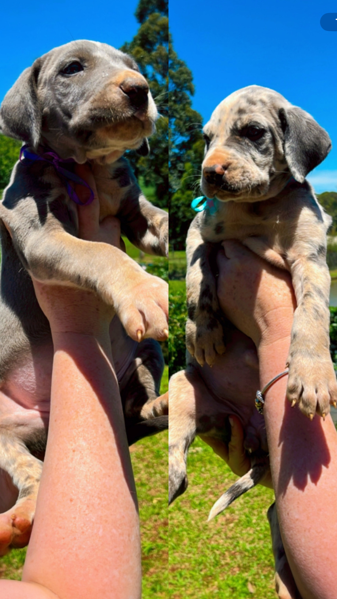 Portal Vendocão Filhotes de Dogue Alemão  Pato Branco 