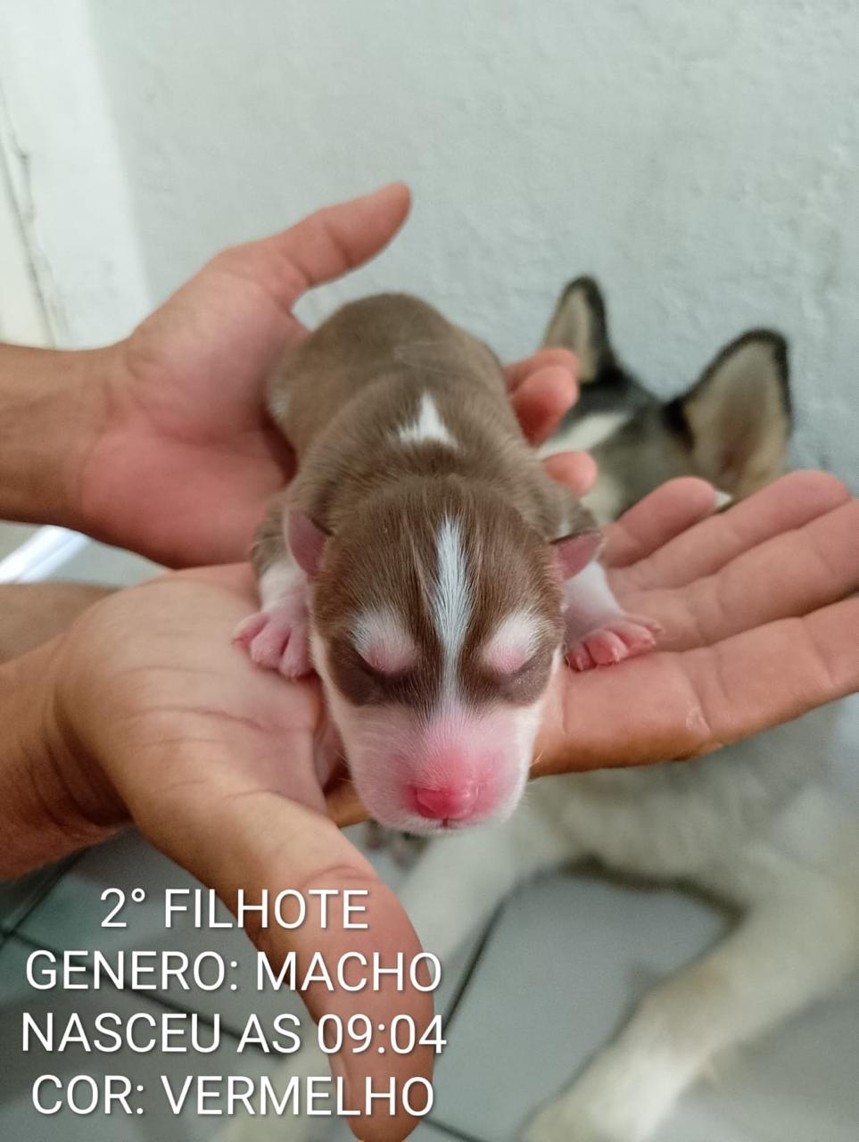 HUSKY SIBERIANO MACHO - Foto 4